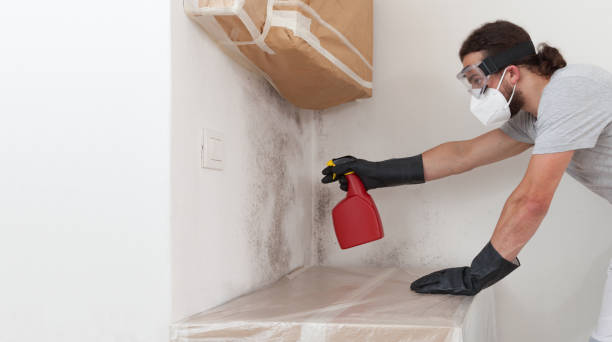 Basement Mold Remediation treatment on basement walls in Tall Timbers